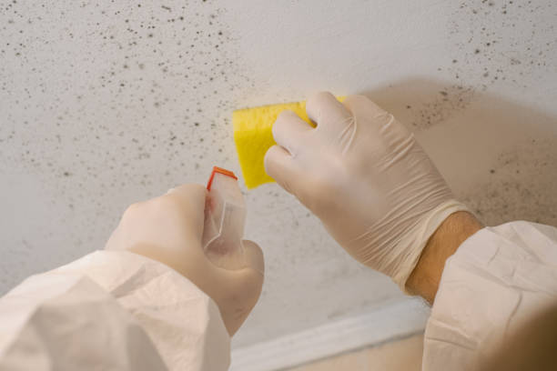 Best Water Damage & Mold Remediation  in Hinckley, MN