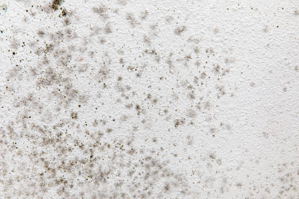 Best Mold-Related Health Consultation  in Hinckley, MN