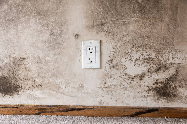  Hinckley, MN Mold Removal Pros